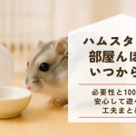 ハムスターの部屋んぽはいつから？必要性と100均で安心して遊べる工夫を紹介します
