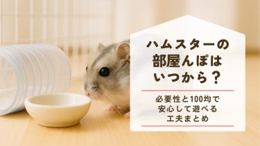 ハムスターの部屋んぽはいつから？必要性と100均で安心して遊べる工夫まとめ
