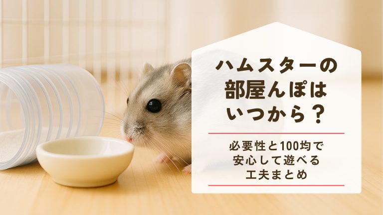 ハムスターの部屋んぽはいつから？必要性と100均で安心して遊べる工夫を紹介します