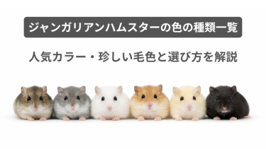 ジャンガリアンハムスターの色の種類一覧｜人気カラー・珍しい毛色と選び方を解説