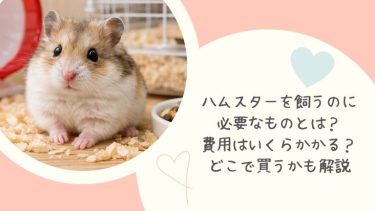 ハムスターを飼うのに必要なものとは？費用はいくらかかる？どこで買うかも解説